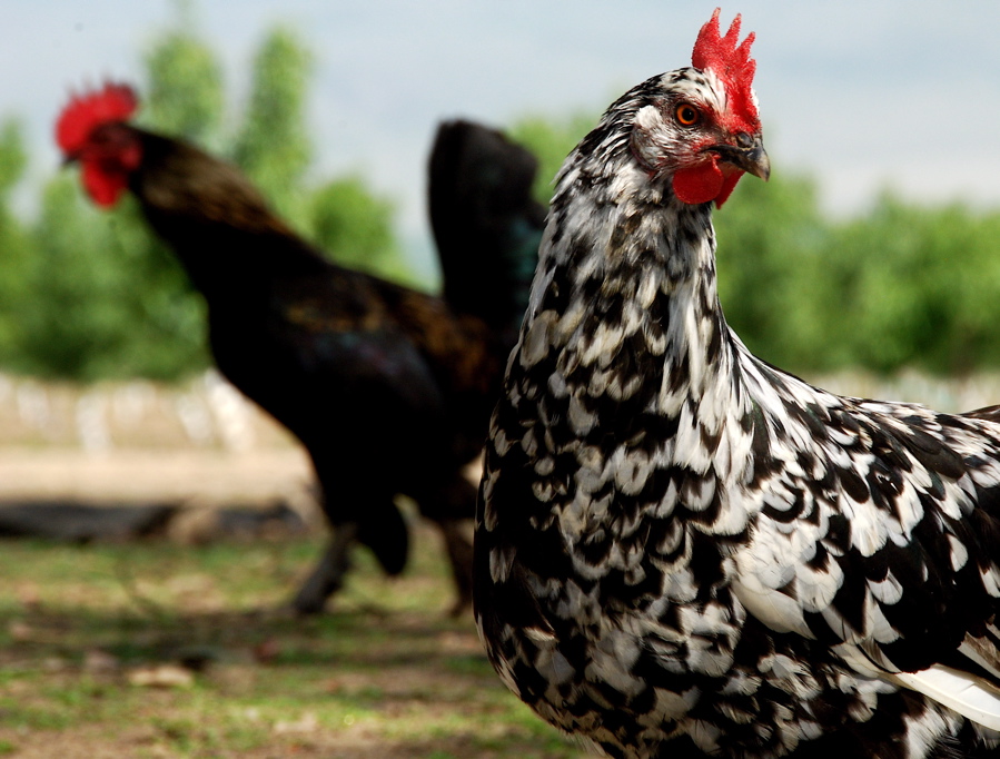 chickens.jpg
