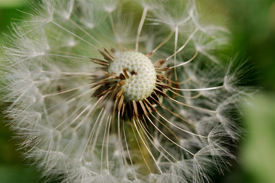 Remains of a Dandelion