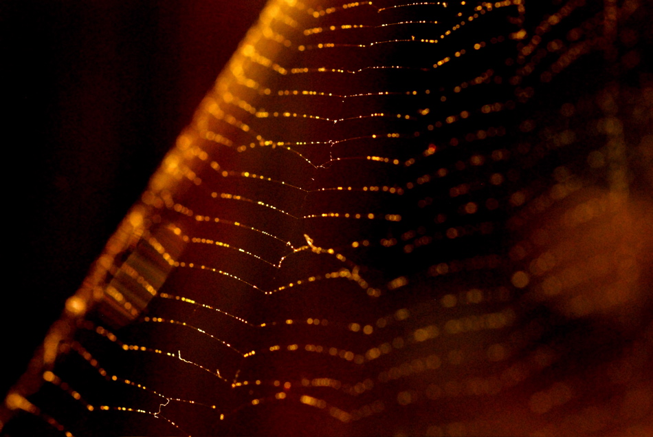 Spider Web, Ansel Adams Gallery, Yosemite