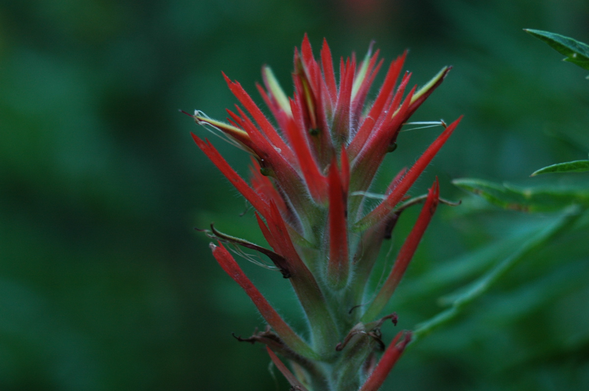 Indain Paintbrush