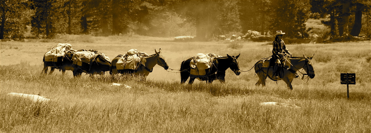 Packer, Tuolumne Meadows, Yosemite