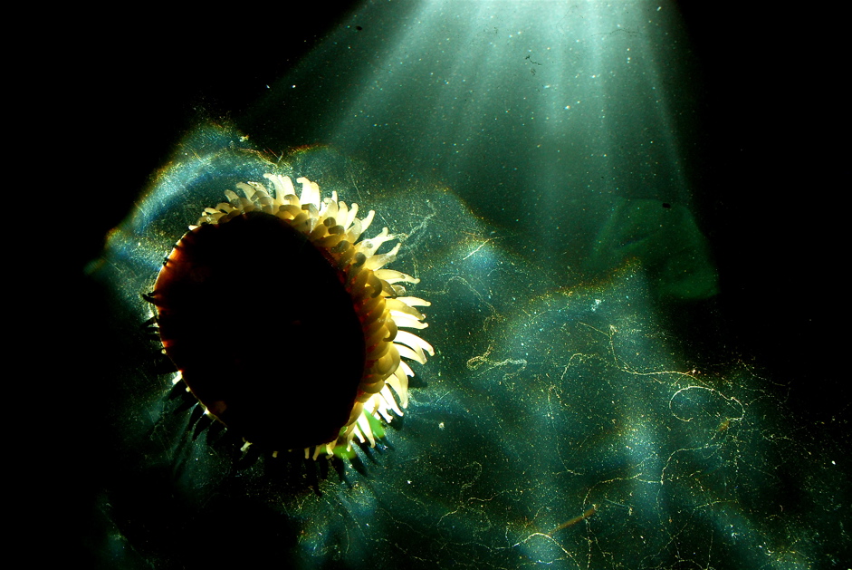 Sea Anomone, Oregon Coast Aquarium
