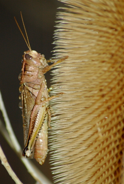 Grasshopper, Thistle, Near Wellsville, Utah