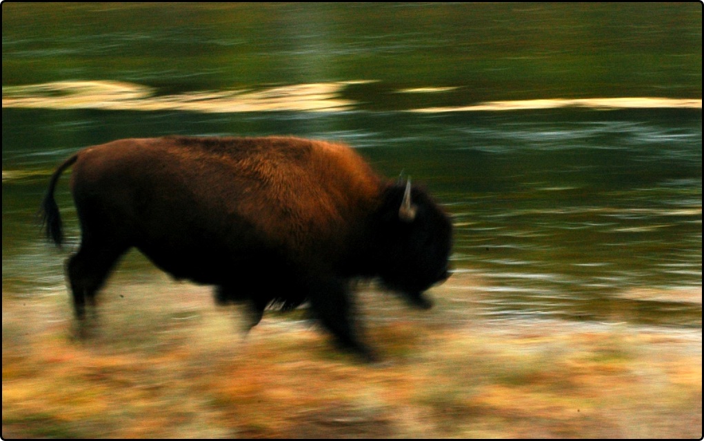 Young Bison