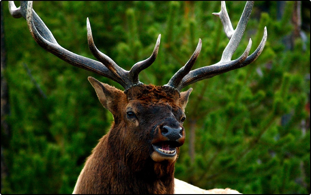 Elk Near West Thumb Junction