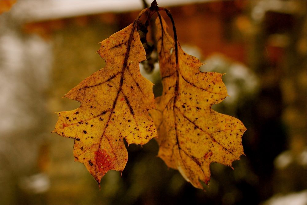 Leaves Share a Kiss
