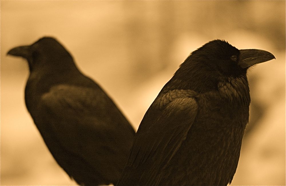 Winter Ravens #1