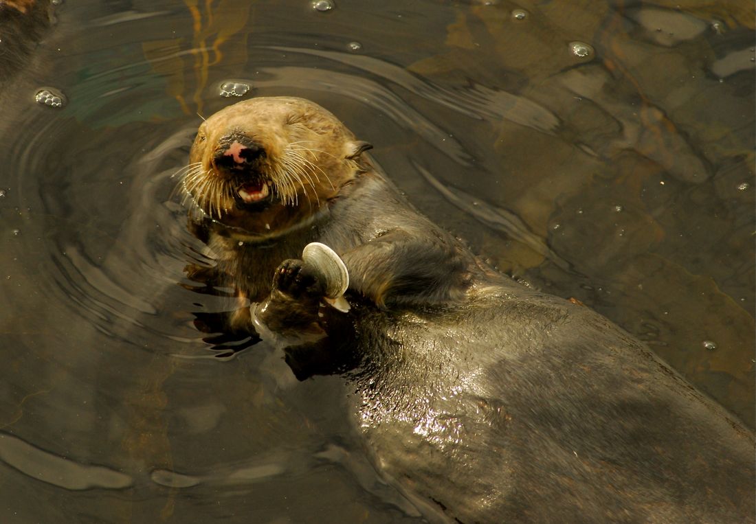 Sea Otter With Snack