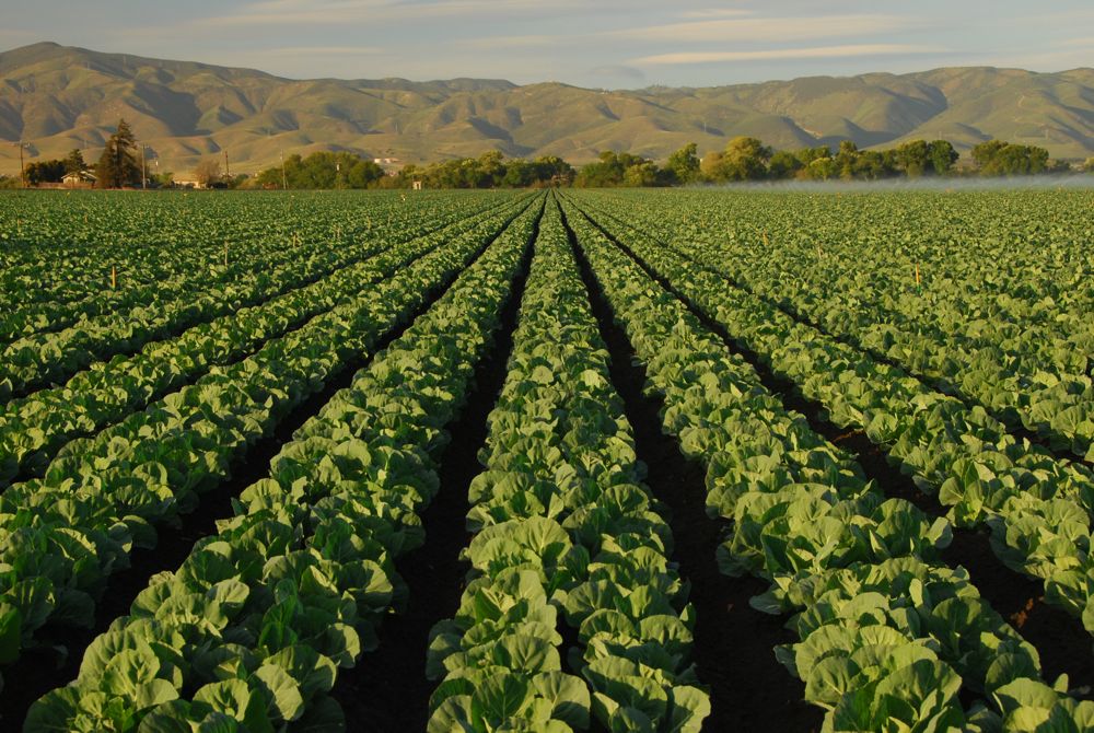 Lettuce Pray for A Good Winter