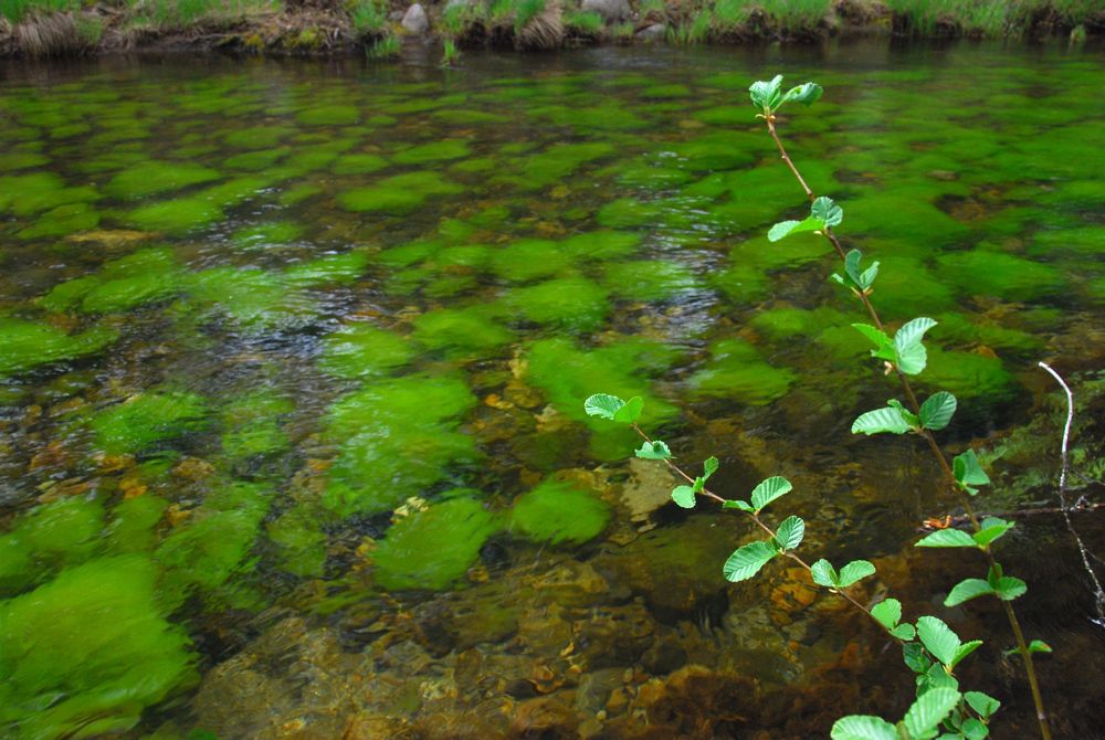 The Carmel River