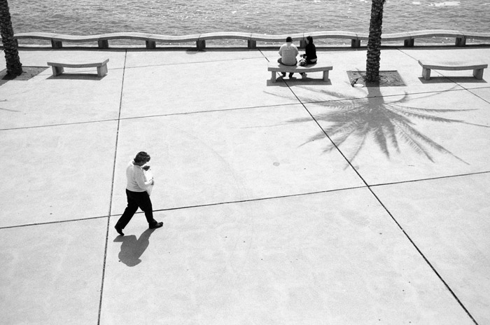 the palm