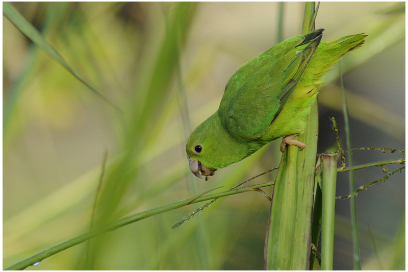 Toui t - Forpus passerinus - Green-rumped Parrotlet