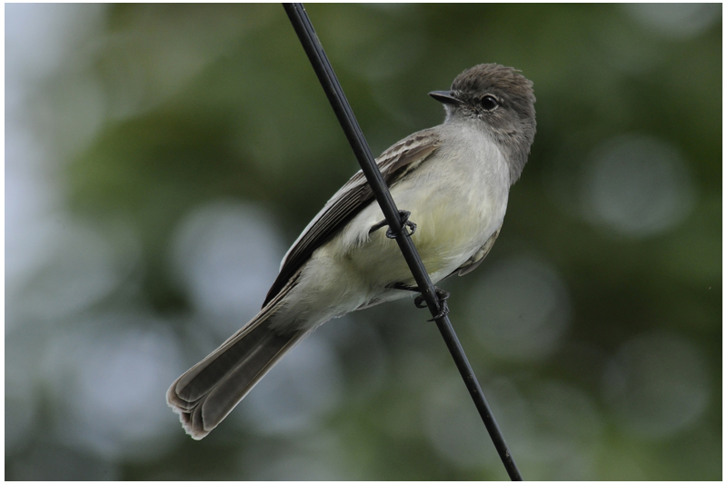 Tyranneau des paltuviers - Sublegatus arenarum - Northern Scrub-Flycatcher