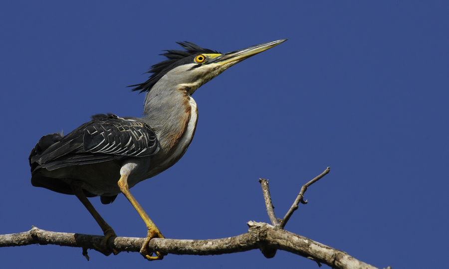 Hron stri - Butorides striata - Striated Heron