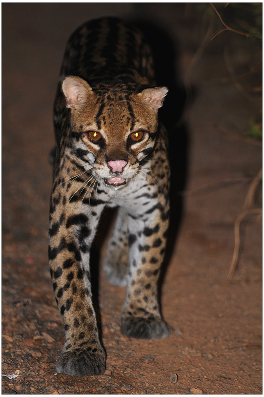 Ocelot - French Guiana