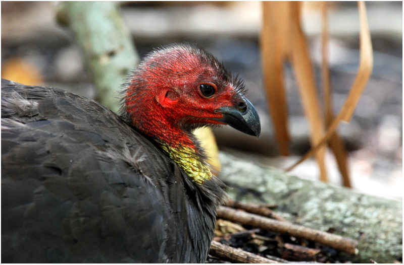 Australian Brush-turkey (Alectura lathami) - QLD