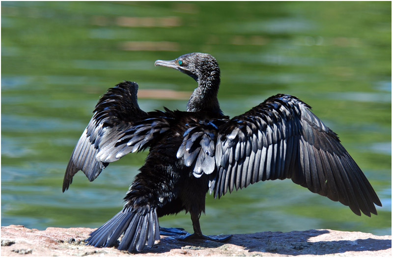 Little black Cormorant