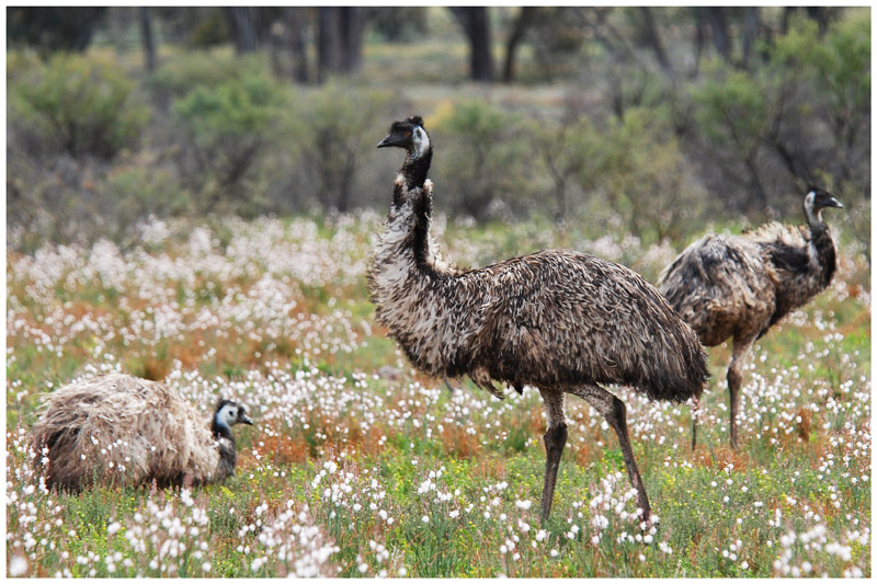 Emu (Dromaius novaehollandiae) - SA