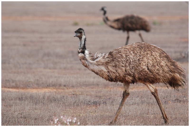 Emu (Dromaius novaehollandiae) - SA