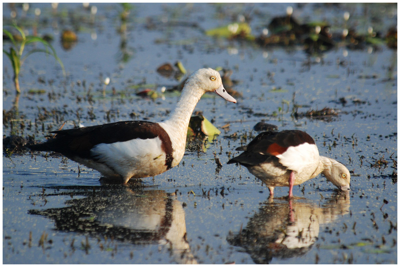Radjah Shelduck (Tadorna radjah)