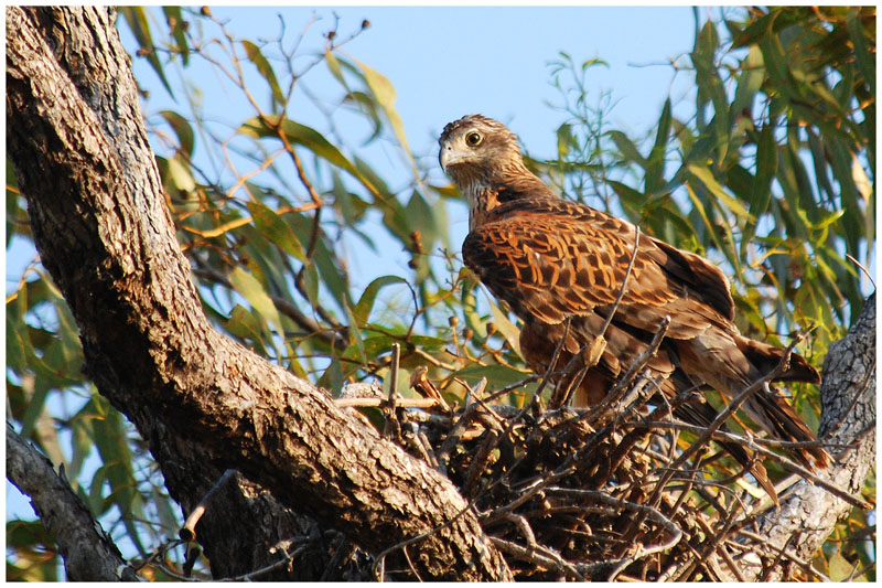 Red Goshawk (Erythrotriorchis radiatus)