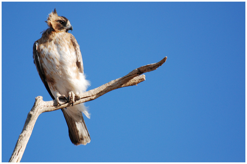 Little Eagle (Aquila morphnoides)