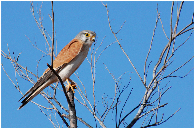 Australian Kestrel (Falco cenchroides)