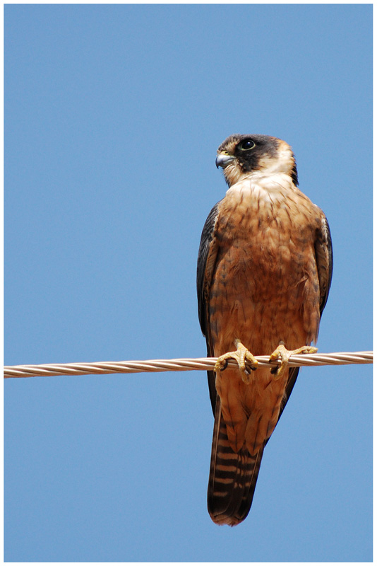 Australian Hobby (Falco longipennis)