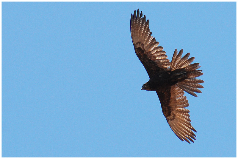 Brown falcon (Falco berigora)
