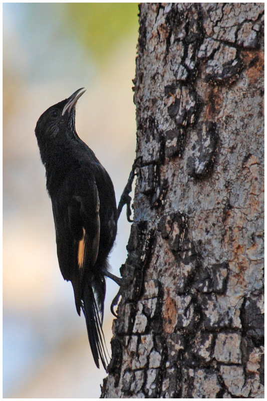 Black-tailed treecreeper (Climacteris melanura)
