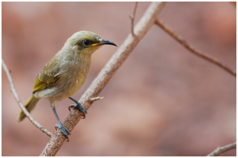 Brown Honeyeater (Lichmera indistincta)