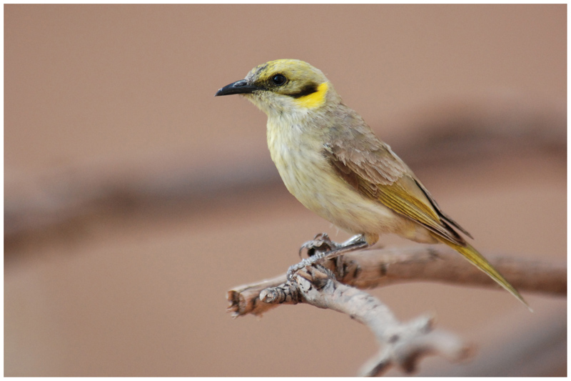 Gray-fronted Honeyeater (Lichenostomus plumulus)