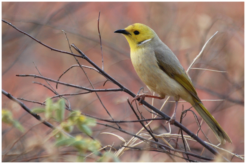 White-plumed Honeyeater (Lichenostomus penicillatus)
