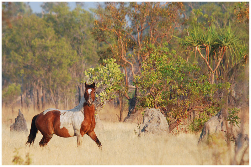 Brumbies (wild horses) - Kakadu NP (NT)