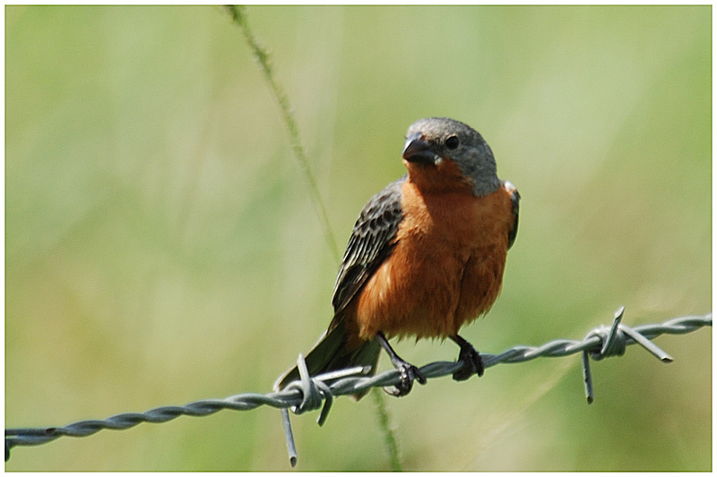 Sporophile petit-louis - Sporophila minuta - Ruddy-breasted Seedeater