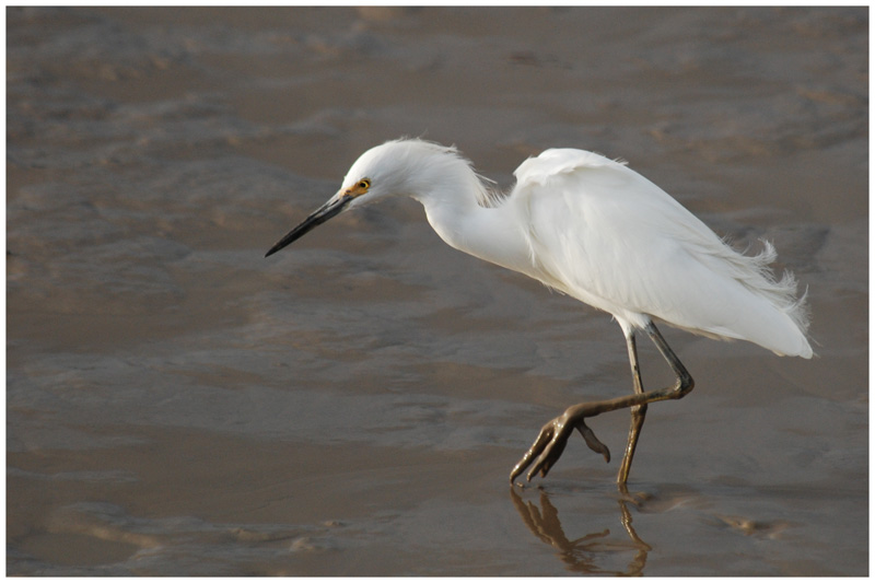 Aigrette neigeuse - Egretta thula - Snowy Egret