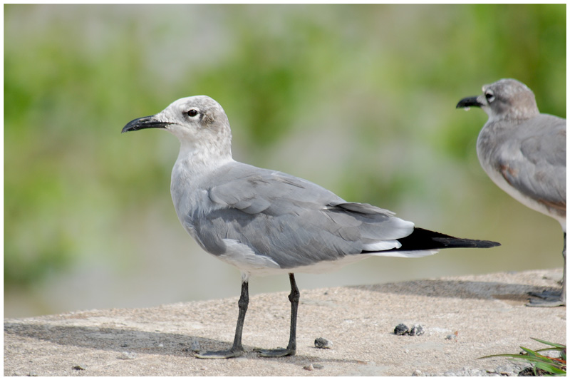 Mouette atricille - Leucophaeus atricilla - Laughing Gull