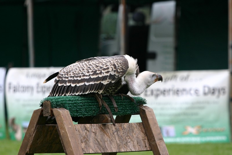 Bird of Prey Show