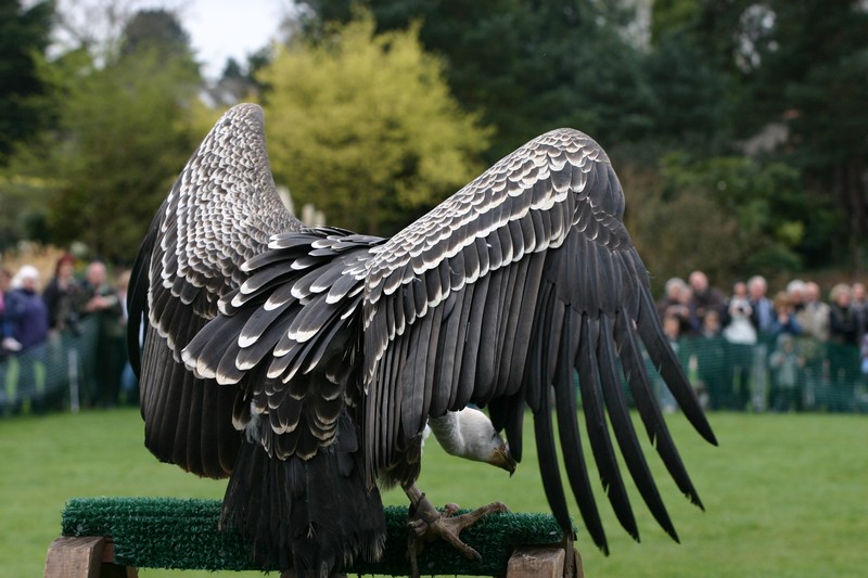 Bird of Prey Show