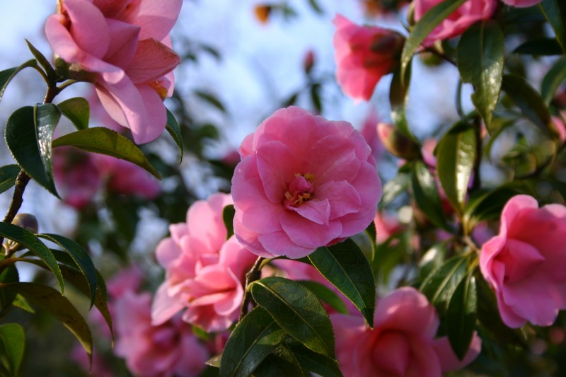 Wisley Flowers