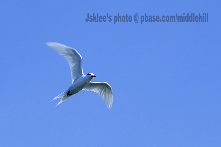 Tern