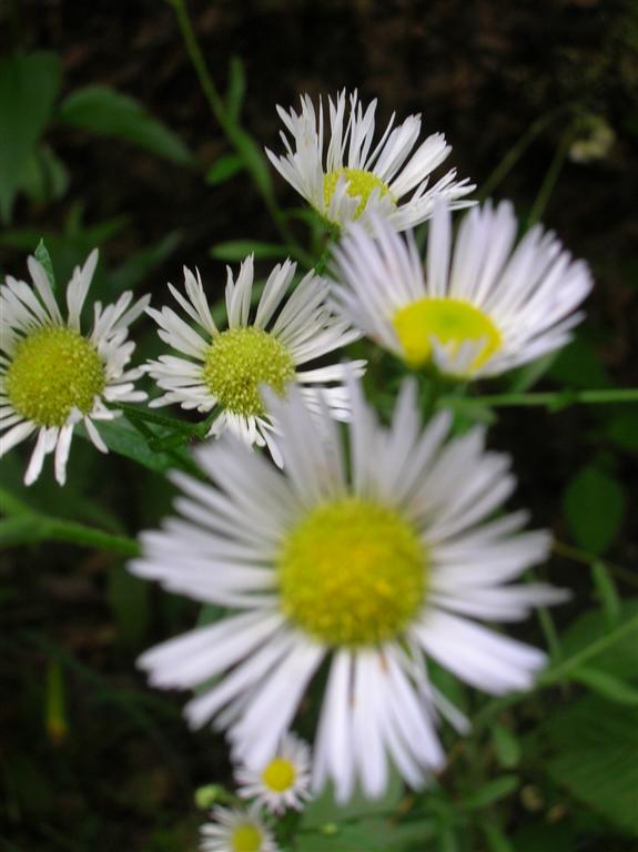 Daisy Fleabane