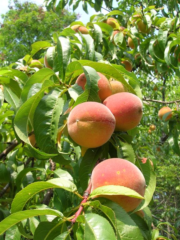 Guesses Fork Peaches