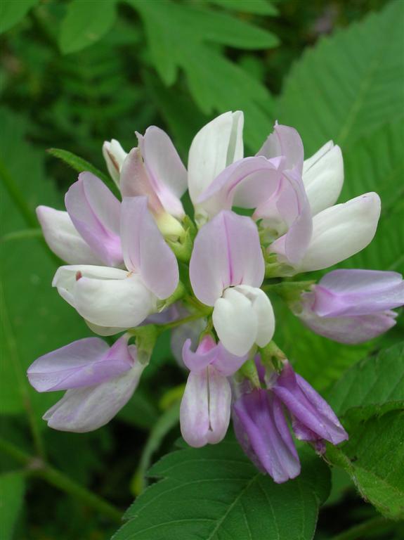 Crown Vetch