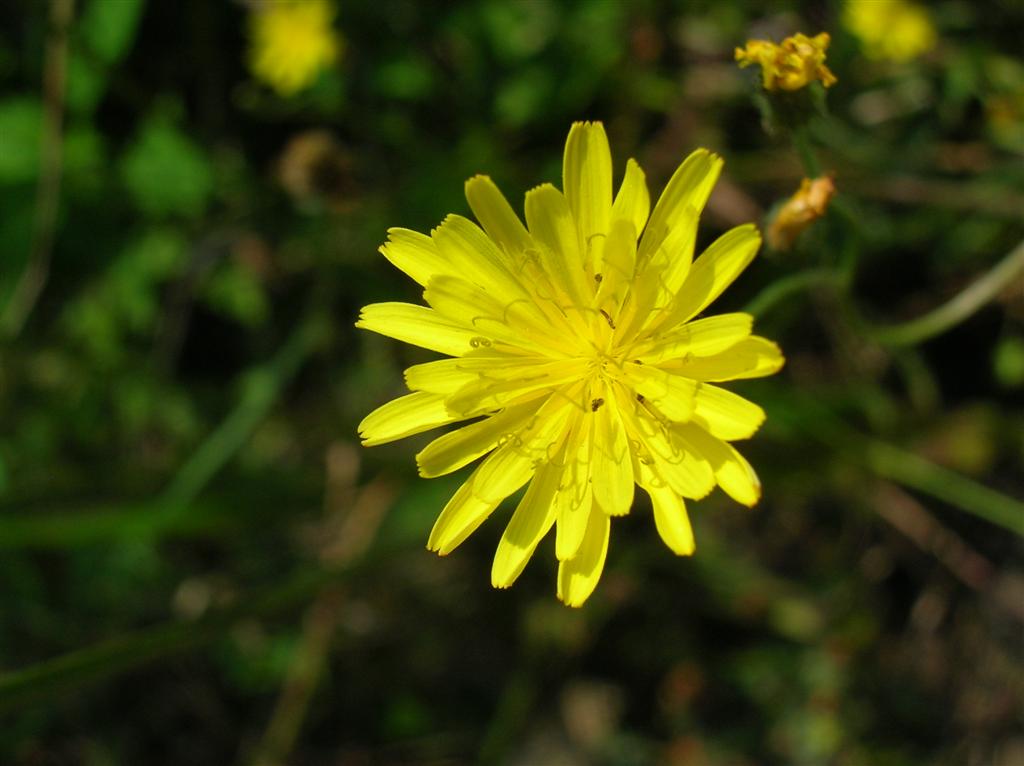 Two-flowered Cynthia ?