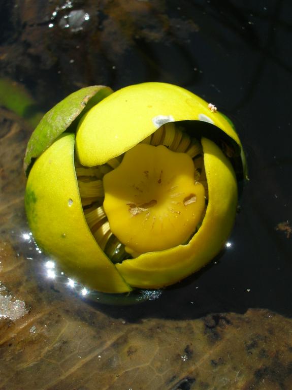 Yellow Pond Lily