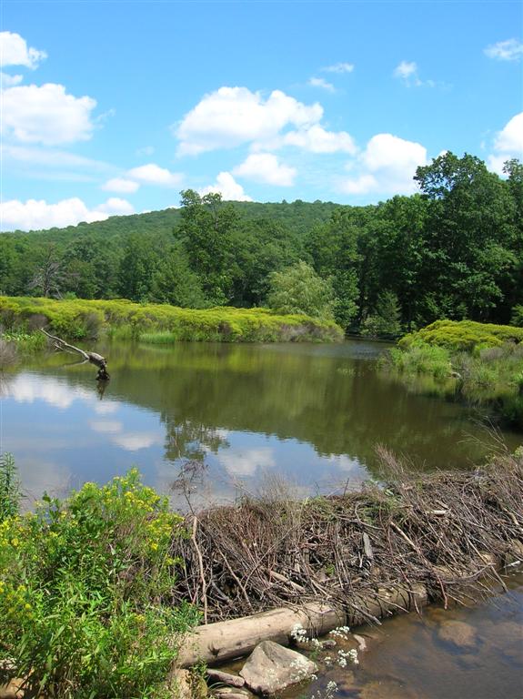 Beaver Dam