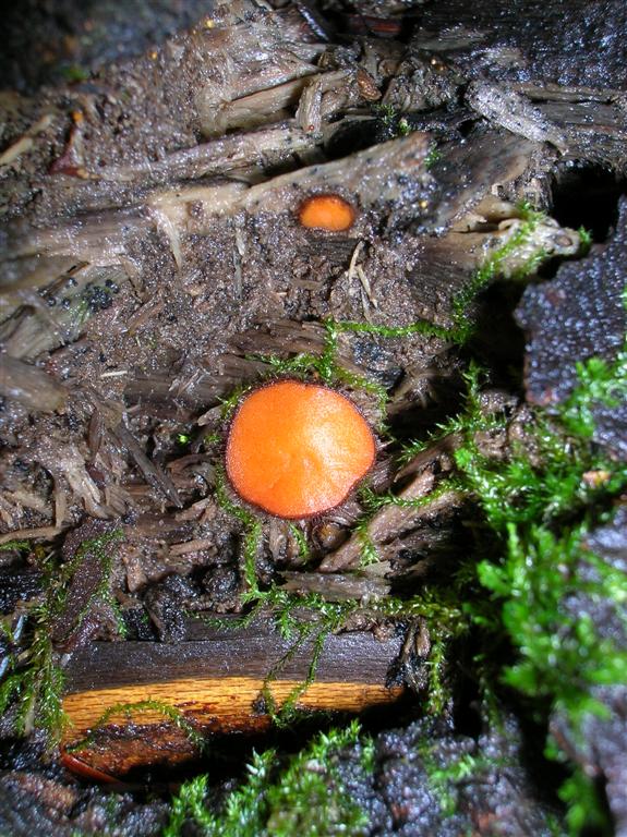 Flat Fungi