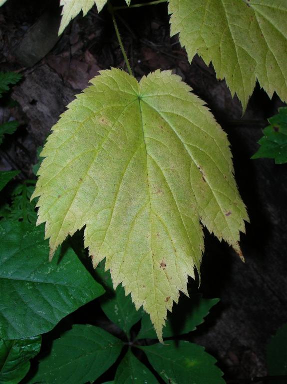 Strange Leaf