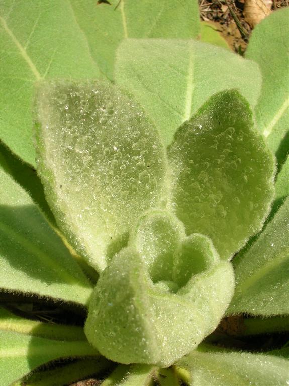 Dew on Mullein